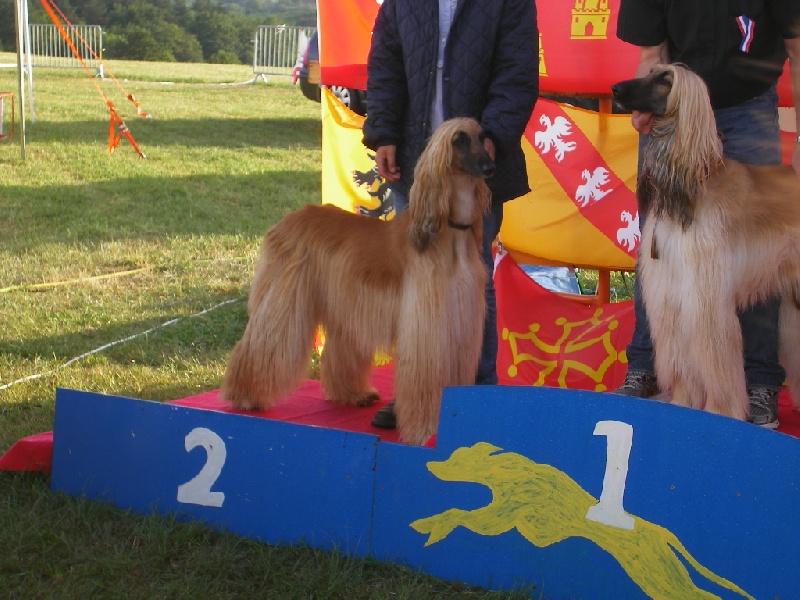 Lsp dolcevita de la Cour des Tamaris - RCACP - 2ème/4 - 40 pts - Excellent.