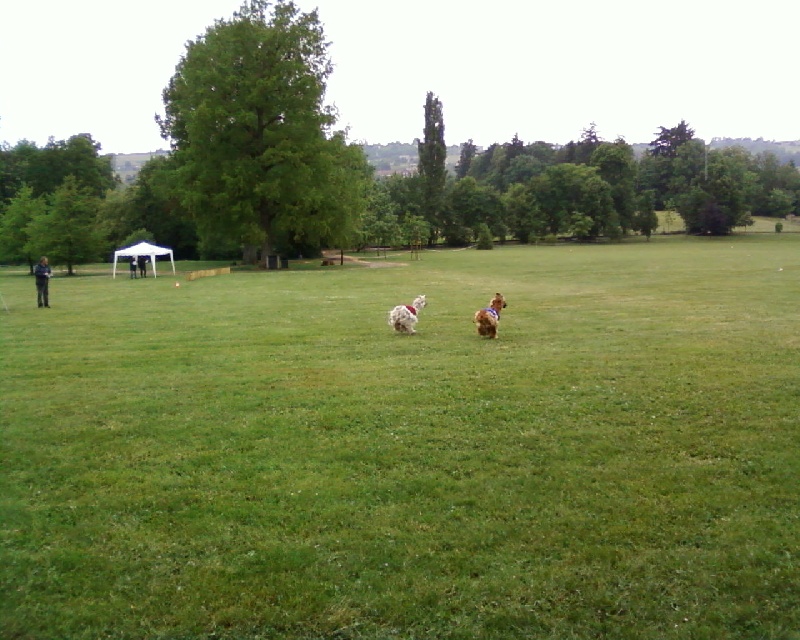 Lsp dolcevita de la Cour des Tamaris - RCACP et RCACIL - 4ème/8 - Excellent