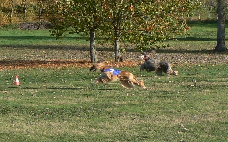 Lsp dolcevita de la Cour des Tamaris - RCACP - 2ème Excellent - 27 pts - 6 partants.