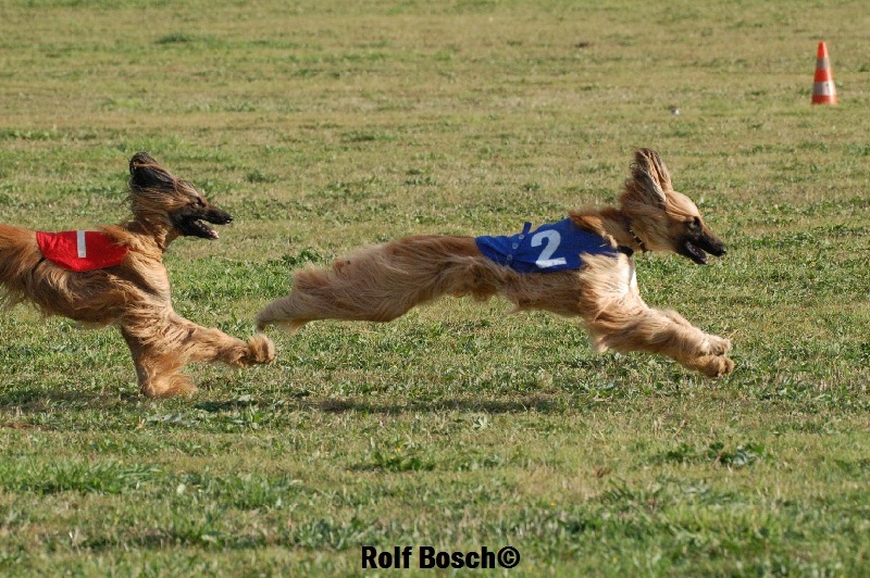 Lsp dolcevita de la Cour des Tamaris - CACP - 1er Excellent - 30 pts - 7 partants.