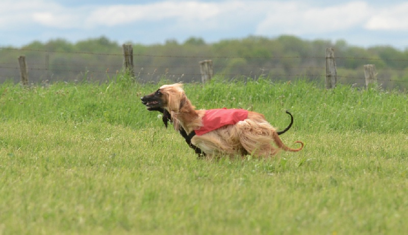 Lsp dolcevita de la Cour des Tamaris - 4ème/7 - 37 pts - Excellent.