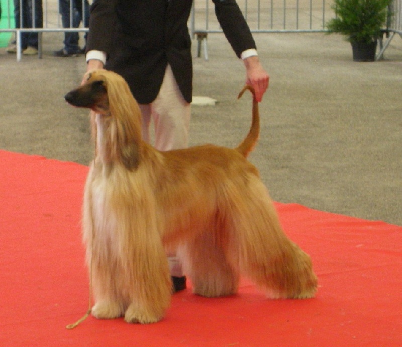 Lsp dolcevita de la Cour des Tamaris - 1ère Excellent - classe Travail