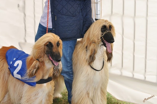 Lsp dolcevita de la Cour des Tamaris - CACP - 1ère/3 - 48 pts - Excellent.