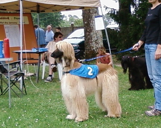 Lsp dolcevita de la Cour des Tamaris - 4ème TB - 18 pts - 4 partants.