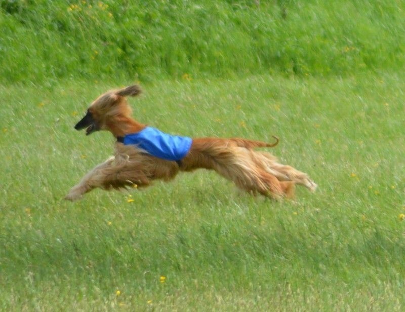 Lsp dolcevita de la Cour des Tamaris - 4ème/6 - 43 pts - Excellent.