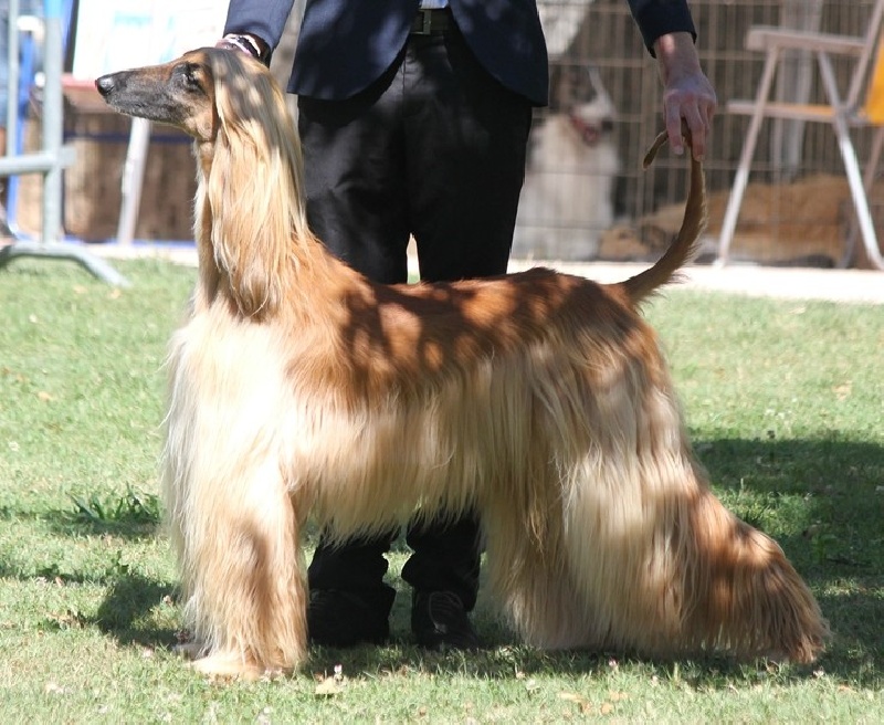 Lsp dolcevita de la Cour des Tamaris - 1ère Excellent - Classe Travail Femelle.