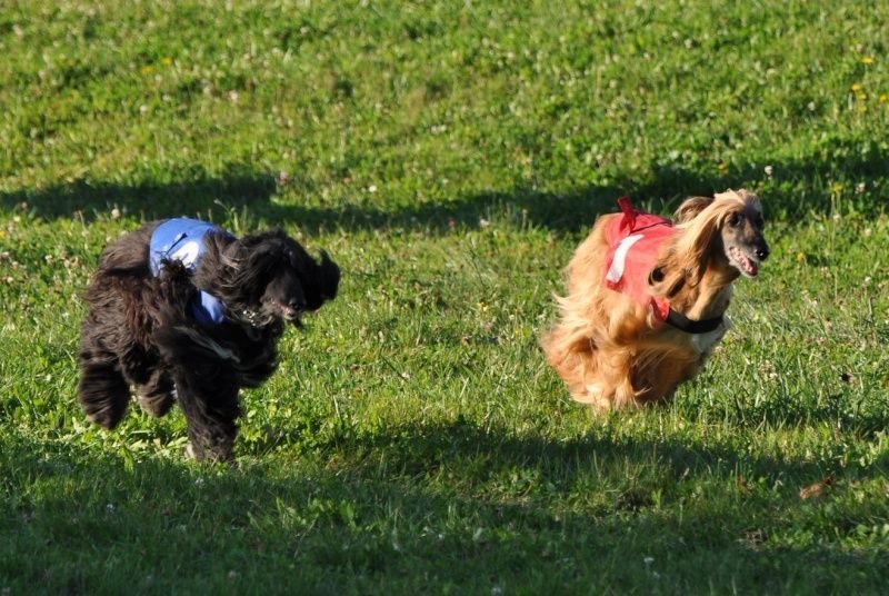 Lsp dolcevita de la Cour des Tamaris - CACP - 1ère/5 - 48 pts - Excellent.