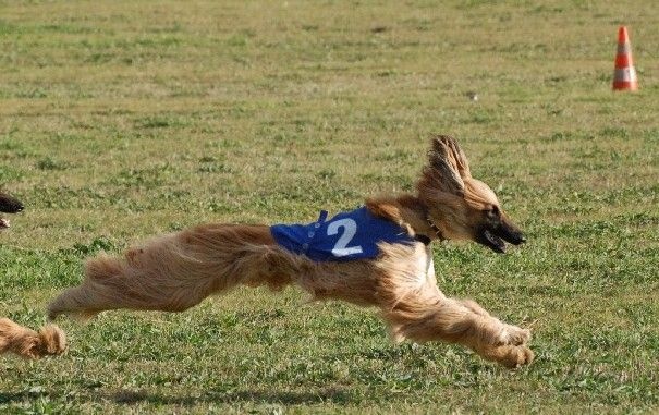 Lsp dolcevita de la Cour des Tamaris - CACP - 1ère/5 - 41 pts - Excellent.