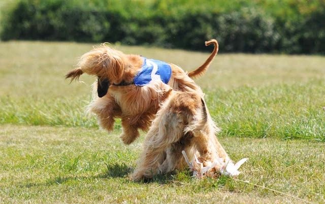 Lsp dolcevita de la Cour des Tamaris - RCACP - 2ème/7 - 46 pts - Excellent.