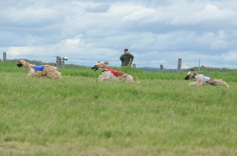 Lsp dolcevita de la Cour des Tamaris - 5ème/6 - 43 pts - Excellent.