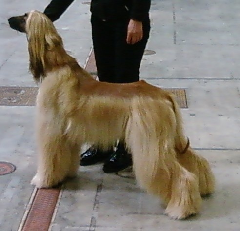 Lsp dolcevita de la Cour des Tamaris - 2ème TB - classe intermédiaire.