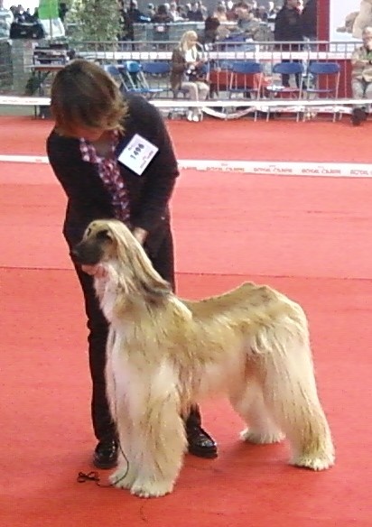 Lsp dolcevita de la Cour des Tamaris - 1er Excellent - CACS. - classe intermédiaire.