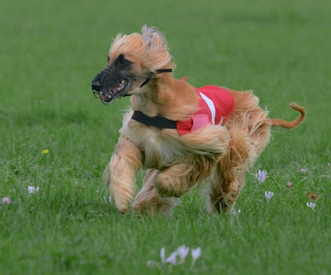 Lsp dolcevita de la Cour des Tamaris - CACIL - CACP - 1ère/9 - 372 pts - Excellent.