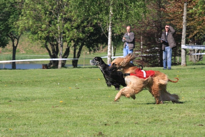 Lsp dolcevita de la Cour des Tamaris - 3ème/11 - Excellent