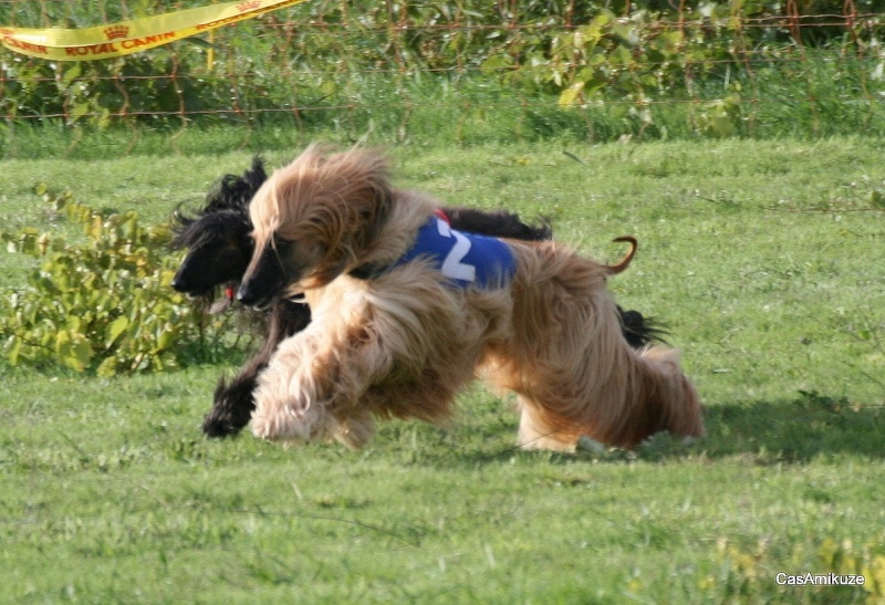 Lsp dolcevita de la Cour des Tamaris - 4ème/8 - 46 pts - Excellent.