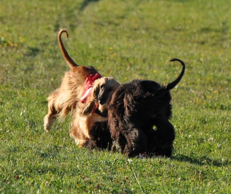 Lsp dolcevita de la Cour des Tamaris - CACP - 1ère/5 - 48 pts - Excellent.