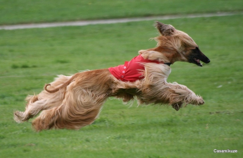 Lsp dolcevita de la Cour des Tamaris - RCACP - 2ème/5 - 39 pts - Excellent.