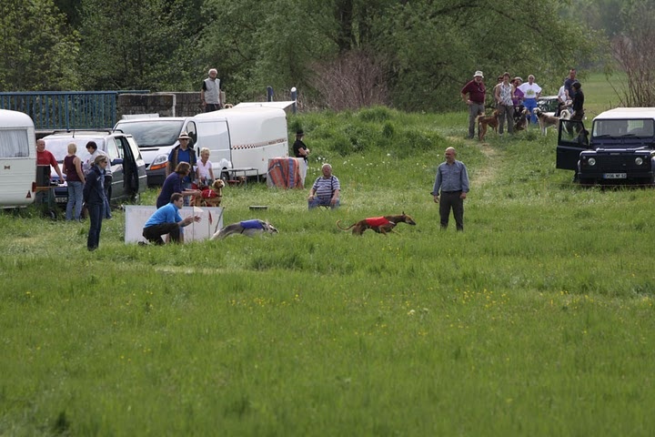 Lsp dolcevita de la Cour des Tamaris - 7ème Excellent (306 pts) - 8 chiennes classées.