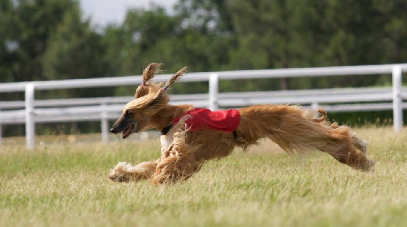 Lsp dolcevita de la Cour des Tamaris - 3ème/8 - 46 pts - Excellent.