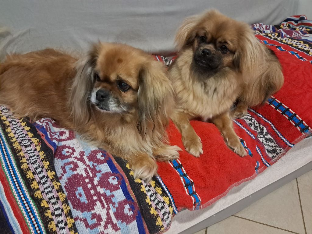 Vaa-ek Des Rossolis De Kerwall