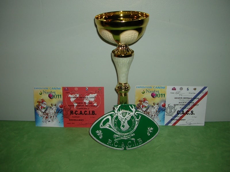 Daloo ben sister's Des Rossolis De Kerwall - CACIB CACS 1ERE EXCELLENTE