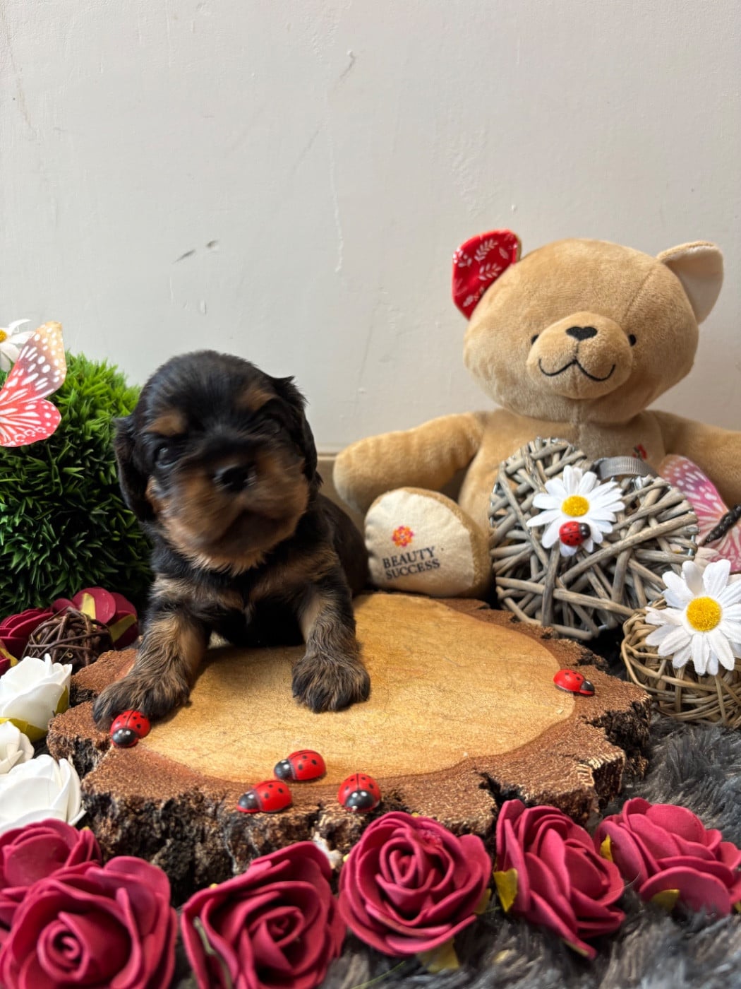 Chiot N°1