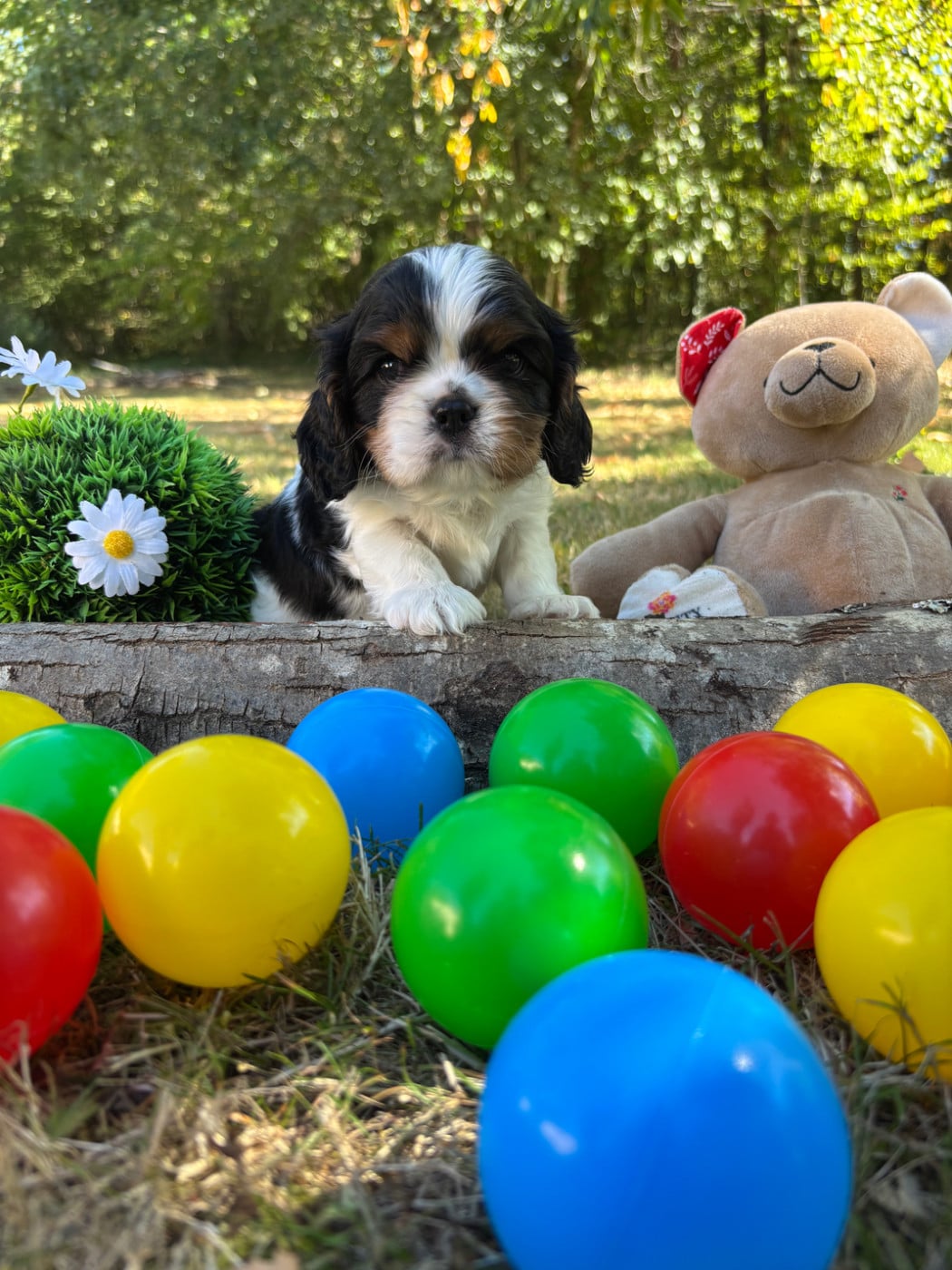 Chiot N°2