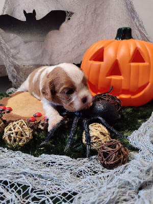 Les chiots de Cavalier King Charles Spaniel