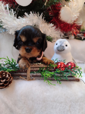 Les chiots de Cavalier King Charles Spaniel