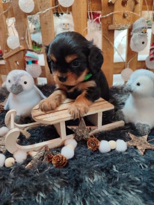 Les chiots de Cavalier King Charles Spaniel