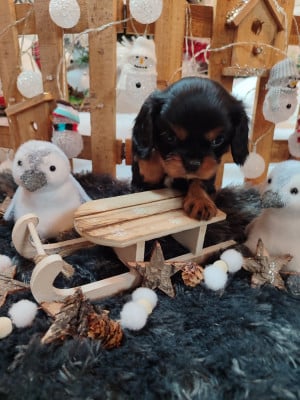 Les chiots de Cavalier King Charles Spaniel