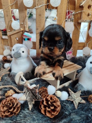 Les chiots de Cavalier King Charles Spaniel