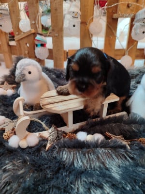 Les chiots de Cavalier King Charles Spaniel