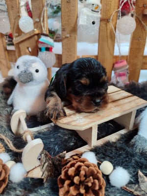 Les chiots de Cavalier King Charles Spaniel