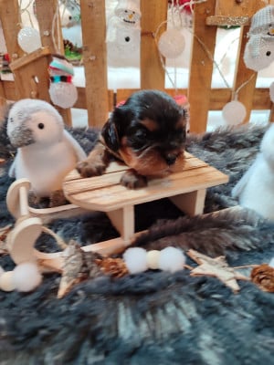 Les chiots de Cavalier King Charles Spaniel