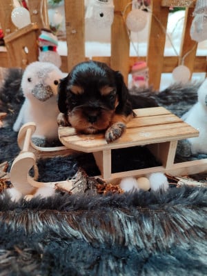 Les chiots de Cavalier King Charles Spaniel