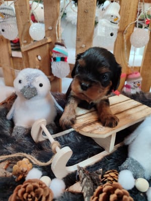 Les chiots de Cavalier King Charles Spaniel