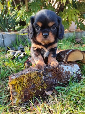 Les chiots de Cavalier King Charles Spaniel