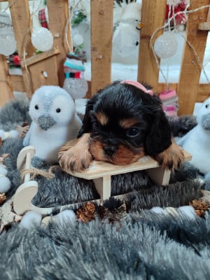 Les chiots de Cavalier King Charles Spaniel