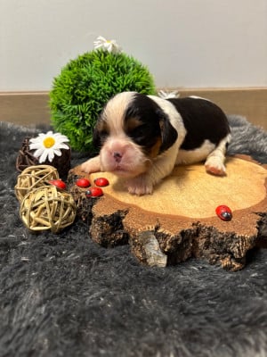 Les chiots de Cavalier King Charles Spaniel