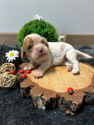 Les chiots de Cavalier King Charles Spaniel