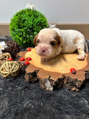 Les chiots de Cavalier King Charles Spaniel
