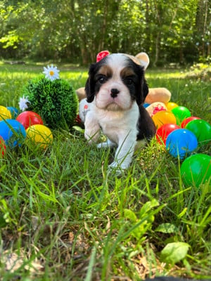 Les chiots de Cavalier King Charles Spaniel