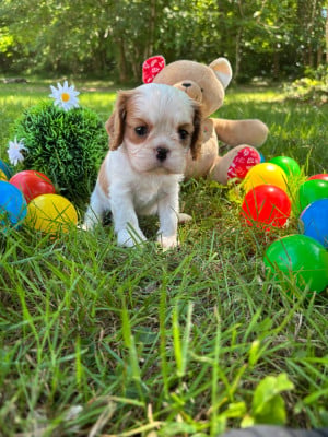 Les chiots de Cavalier King Charles Spaniel