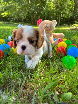 Les chiots de Cavalier King Charles Spaniel