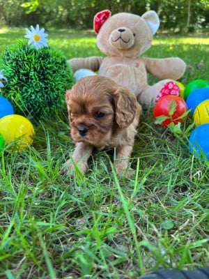 Les chiots de Cavalier King Charles Spaniel