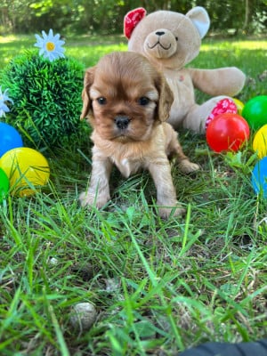 Les chiots de Cavalier King Charles Spaniel