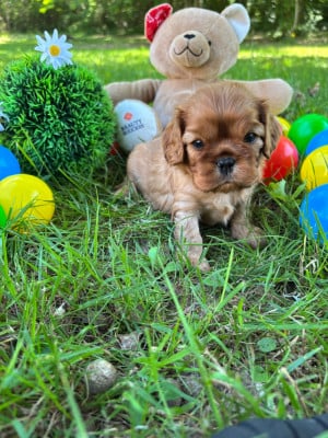 Les chiots de Cavalier King Charles Spaniel