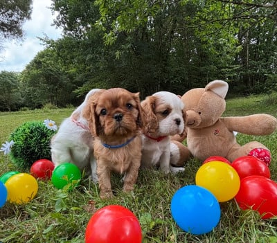 Les chiots de Cavalier King Charles Spaniel