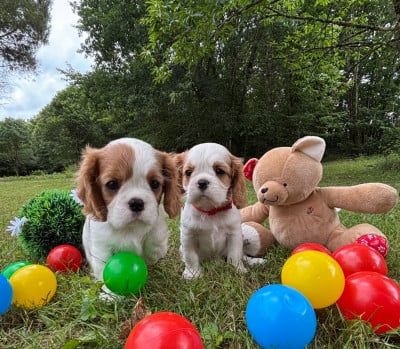 Les chiots de Cavalier King Charles Spaniel